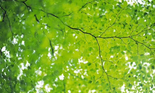 【12738】植物壁纸  2K 高清壁纸2560_1600@青蛙壁纸-笨猫小站