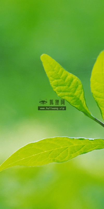 【12739】植物壁纸  2K 高清壁纸2560_1600@青蛙壁纸-笨猫小站
