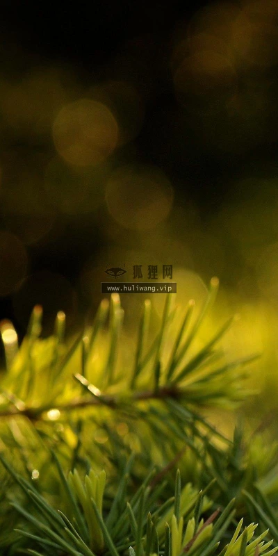 【12740】植物壁纸  2K 高清壁纸2560_1600@青蛙壁纸-笨猫小站