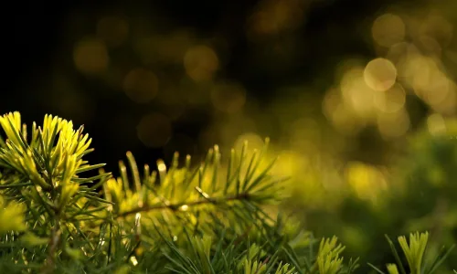 【12740】植物壁纸  2K 高清壁纸2560_1600@青蛙壁纸-笨猫小站
