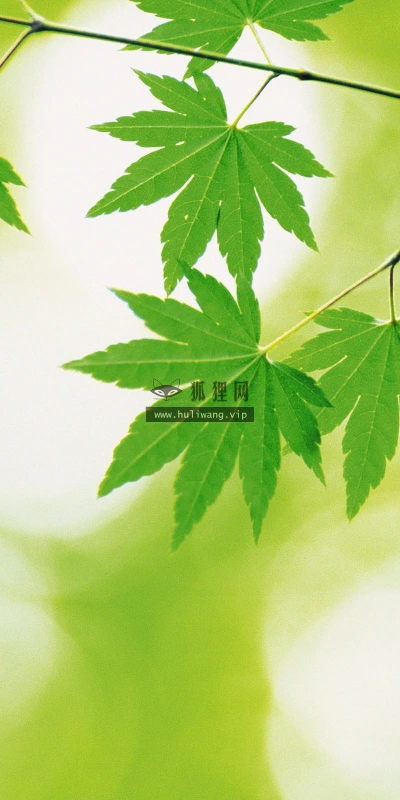 【12741】植物壁纸  2K 高清壁纸2560_1600@青蛙壁纸-笨猫小站