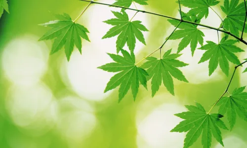 【12741】植物壁纸  2K 高清壁纸2560_1600@青蛙壁纸-笨猫小站