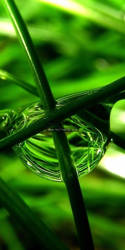 【12742】植物壁纸  2K 高清壁纸2560_1600@青蛙壁纸-笨猫小站
