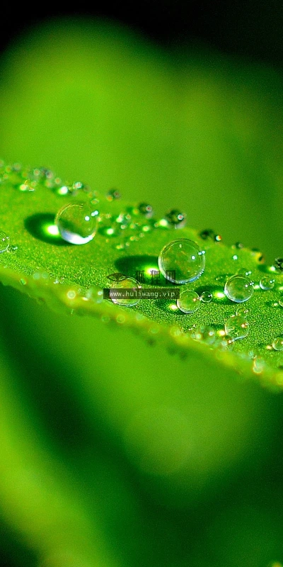 【12743】植物壁纸  2K 高清壁纸2560_1600@青蛙壁纸-笨猫小站