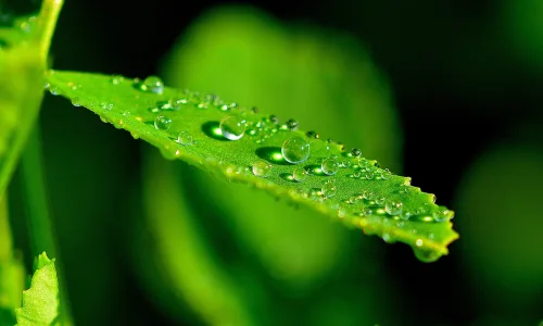 【12743】植物壁纸  2K 高清壁纸2560_1600@青蛙壁纸-笨猫小站