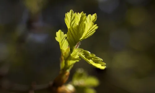 【12744】植物壁纸  2K 高清壁纸2560_1600@青蛙壁纸-笨猫小站