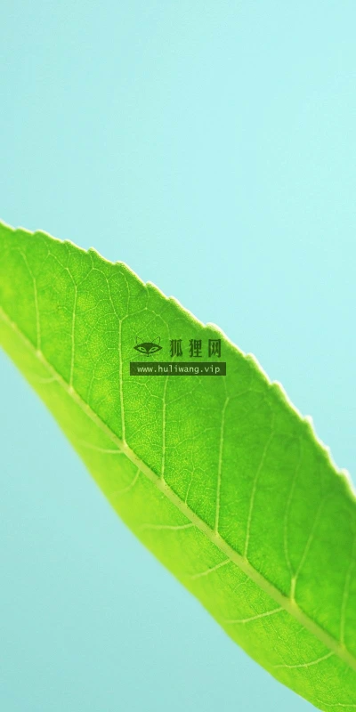 【12745】植物壁纸  2K 高清壁纸2560_1600@青蛙壁纸-笨猫小站