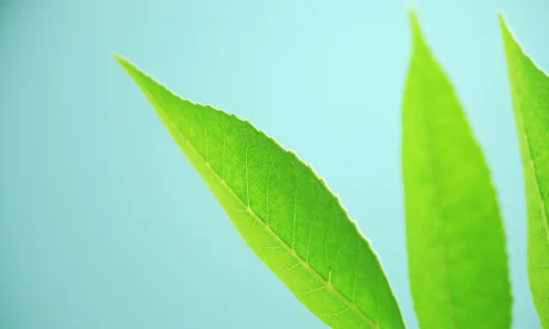 【12745】植物壁纸  2K 高清壁纸2560_1600@青蛙壁纸-笨猫小站