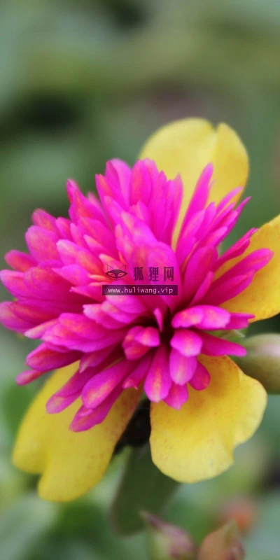 【12747】植物壁纸  2K 高清壁纸2560_1600@青蛙壁纸-笨猫小站