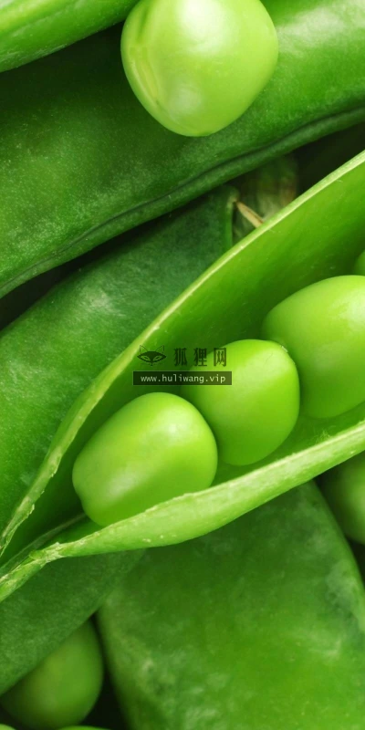 【12750】植物壁纸  2K 高清壁纸2560_1600@青蛙壁纸-笨猫小站