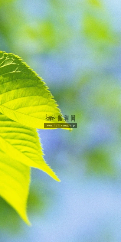 【12751】植物壁纸  2K 高清壁纸2560_1600@青蛙壁纸-笨猫小站