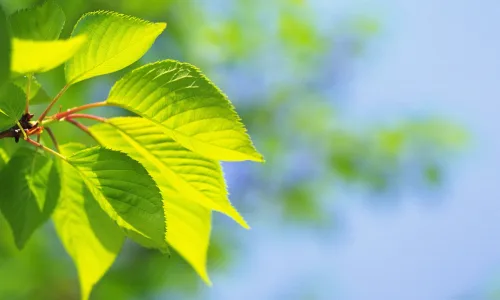 【12751】植物壁纸  2K 高清壁纸2560_1600@青蛙壁纸-笨猫小站