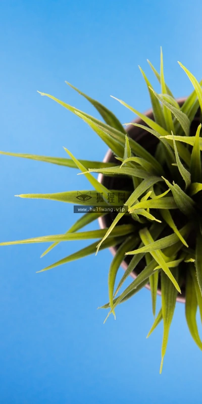 【12752】植物壁纸  2K 高清壁纸2560_1600@青蛙壁纸-笨猫小站