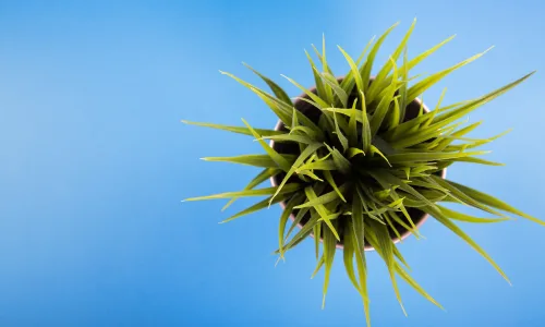 【12752】植物壁纸  2K 高清壁纸2560_1600@青蛙壁纸-笨猫小站