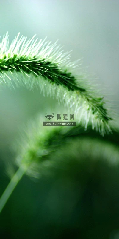 【12753】植物壁纸  2K 高清壁纸2560_1600@青蛙壁纸-笨猫小站