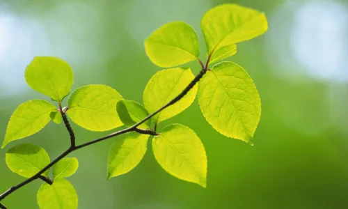 【12754】植物壁纸  2K 高清壁纸2560_1600@青蛙壁纸-笨猫小站