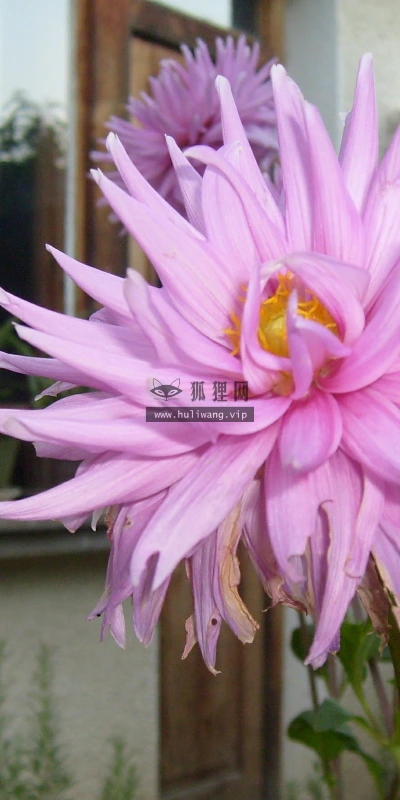 【12755】植物壁纸  2K 高清壁纸2560_1600@青蛙壁纸-笨猫小站