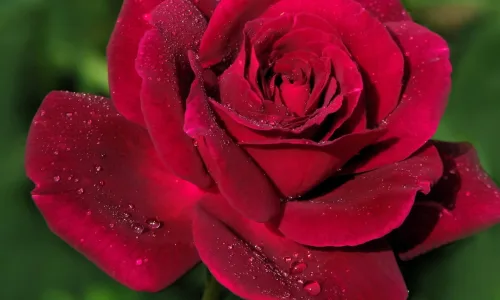 【12757】植物壁纸  2K 高清壁纸2560_1600@青蛙壁纸-笨猫小站