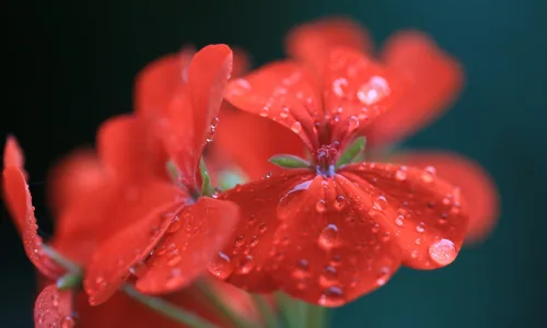 【12758】植物壁纸  2K 高清壁纸2560_1600@青蛙壁纸-笨猫小站