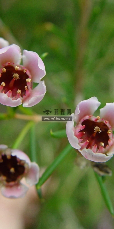 【12759】植物壁纸  2K 高清壁纸2560_1600@青蛙壁纸-笨猫小站