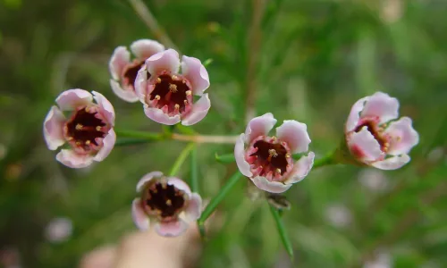 【12759】植物壁纸  2K 高清壁纸2560_1600@青蛙壁纸-笨猫小站