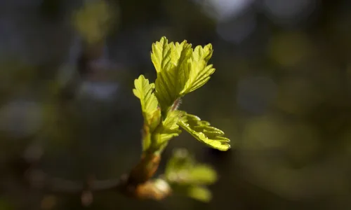 【12762】植物壁纸  2K 高清壁纸2560_1600@青蛙壁纸-笨猫小站