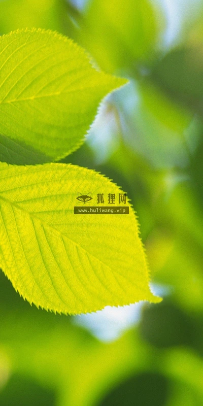 【12763】植物壁纸  2K 高清壁纸2560_1600@青蛙壁纸-笨猫小站