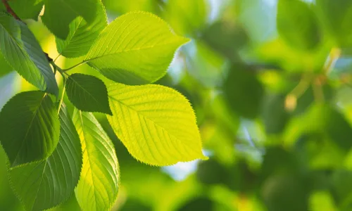 【12763】植物壁纸  2K 高清壁纸2560_1600@青蛙壁纸-笨猫小站