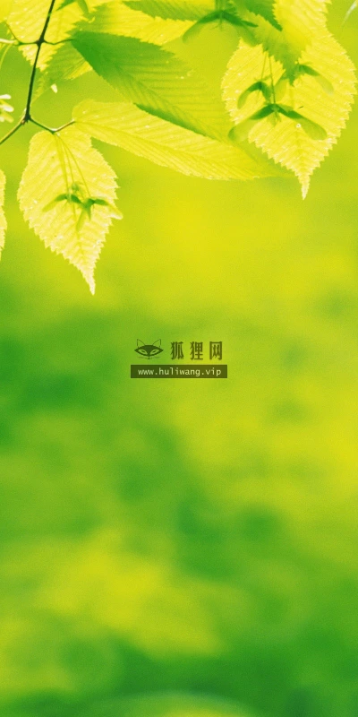 【12764】植物壁纸  2K 高清壁纸2560_1600@青蛙壁纸-笨猫小站