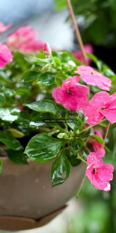 【12765】植物壁纸  2K 高清壁纸2560_1600@青蛙壁纸-笨猫小站