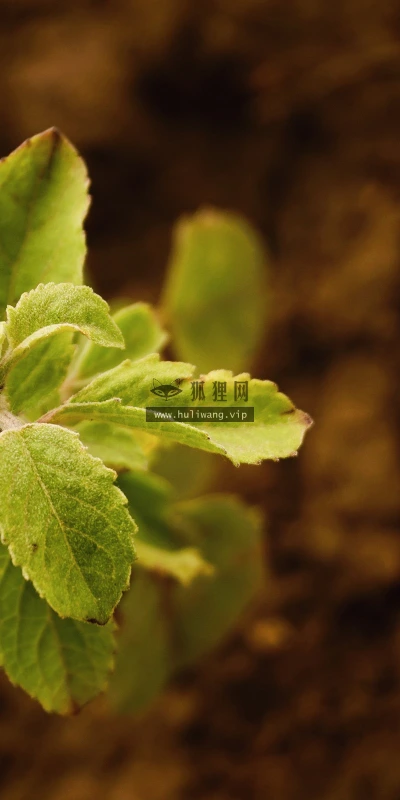 【12767】植物壁纸  2K 高清壁纸2560_1600@青蛙壁纸-笨猫小站