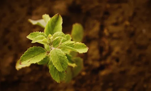 【12767】植物壁纸  2K 高清壁纸2560_1600@青蛙壁纸-笨猫小站