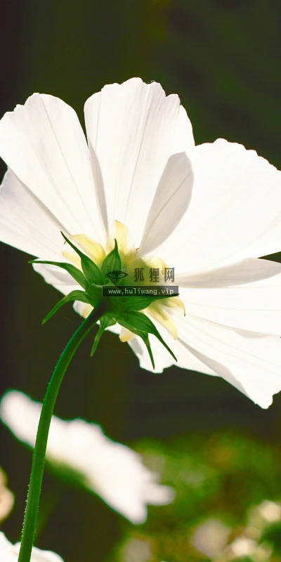 【12768】植物壁纸  2K 高清壁纸2560_1600@青蛙壁纸-笨猫小站