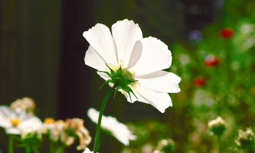 【12768】植物壁纸  2K 高清壁纸2560_1600@青蛙壁纸-笨猫小站