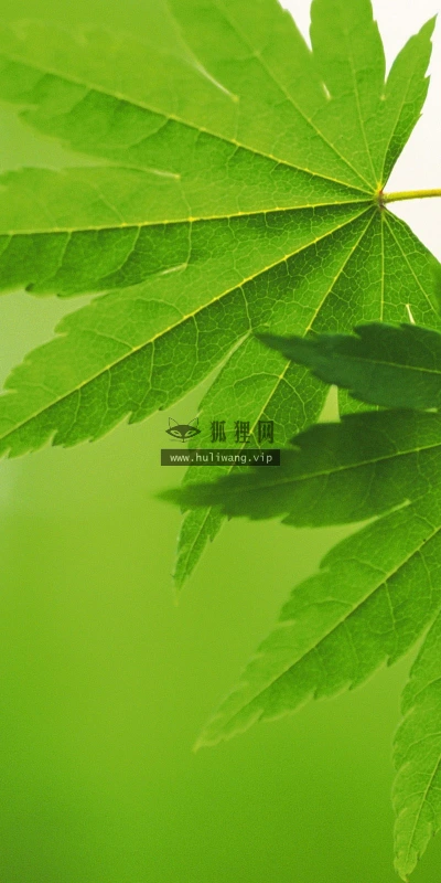 【12772】植物壁纸  2K 高清壁纸2560_1600@青蛙壁纸-笨猫小站