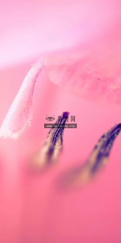 【12774】植物壁纸  2K 高清壁纸2560_1600@青蛙壁纸-笨猫小站