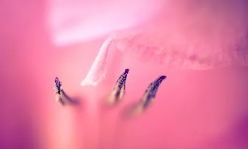 【12774】植物壁纸  2K 高清壁纸2560_1600@青蛙壁纸-笨猫小站