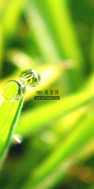 【12776】植物壁纸  2K 高清壁纸2560_1600@青蛙壁纸-笨猫小站