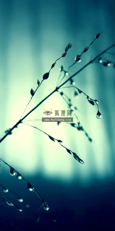 【12778】植物壁纸  2K 高清壁纸2560_1600@青蛙壁纸-笨猫小站