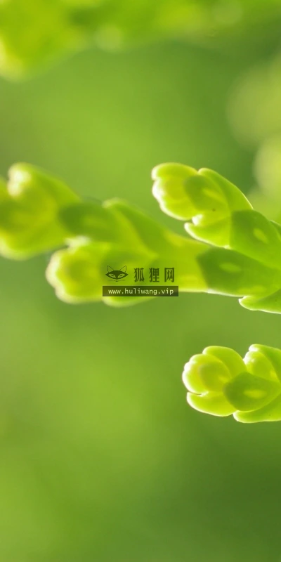 【12779】植物壁纸  2K 高清壁纸2560_1600@青蛙壁纸-笨猫小站