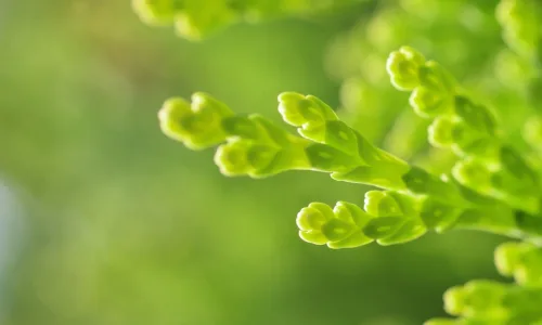 【12779】植物壁纸  2K 高清壁纸2560_1600@青蛙壁纸-笨猫小站