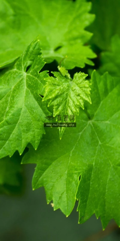 【12780】植物壁纸  2K 高清壁纸2560_1600@青蛙壁纸-笨猫小站