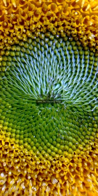 【12782】植物壁纸  2K 高清壁纸2560_1600@青蛙壁纸-笨猫小站