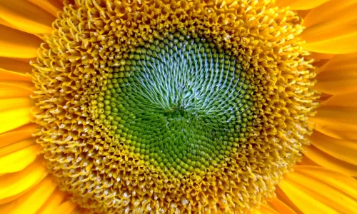 【12782】植物壁纸  2K 高清壁纸2560_1600@青蛙壁纸-笨猫小站
