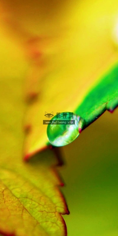 【12783】植物壁纸  2K 高清壁纸2560_1600@青蛙壁纸-笨猫小站