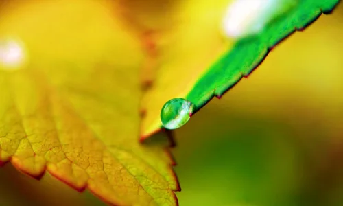 【12783】植物壁纸  2K 高清壁纸2560_1600@青蛙壁纸-笨猫小站