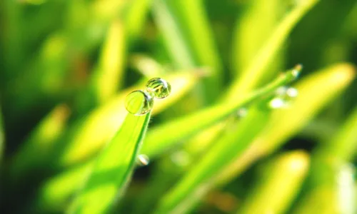 【12784】植物壁纸  2K 高清壁纸2560_1600@青蛙壁纸-笨猫小站
