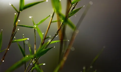 【12785】植物壁纸  2K 高清壁纸2560_1600@青蛙壁纸-笨猫小站