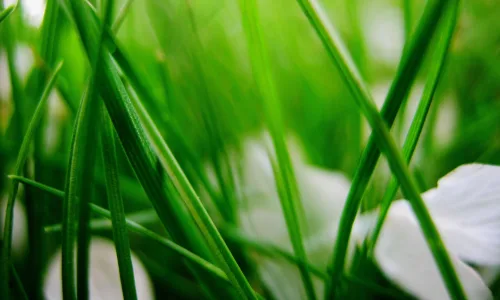 【12786】植物壁纸  2K 高清壁纸2560_1600@青蛙壁纸-笨猫小站
