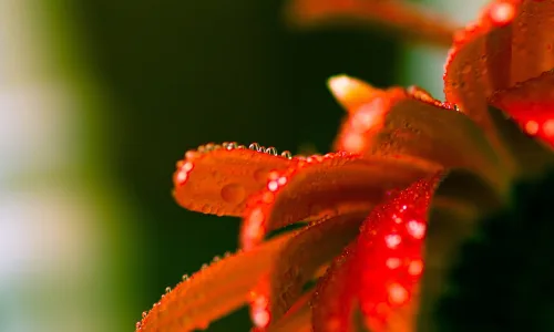 【12787】植物壁纸  2K 高清壁纸2560_1600@青蛙壁纸-笨猫小站